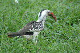 Image of Northern Red-billed Hornbill