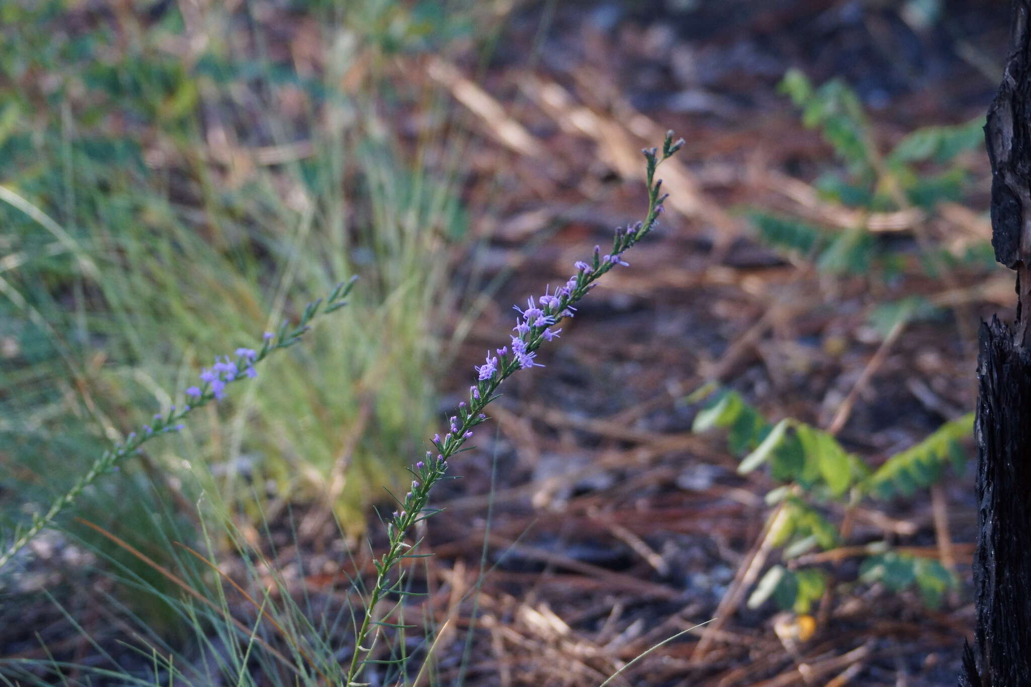 Image of Sandhill's blazing star