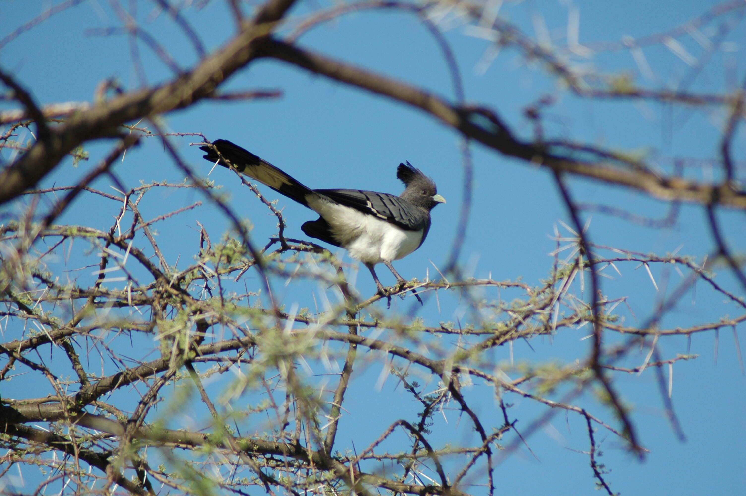 Image of White-bellied Go-away-bird