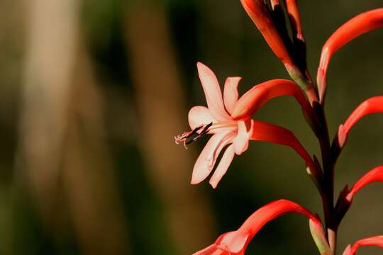 Image of Watsonia tabularis J. W. Mathews & L. Bolus