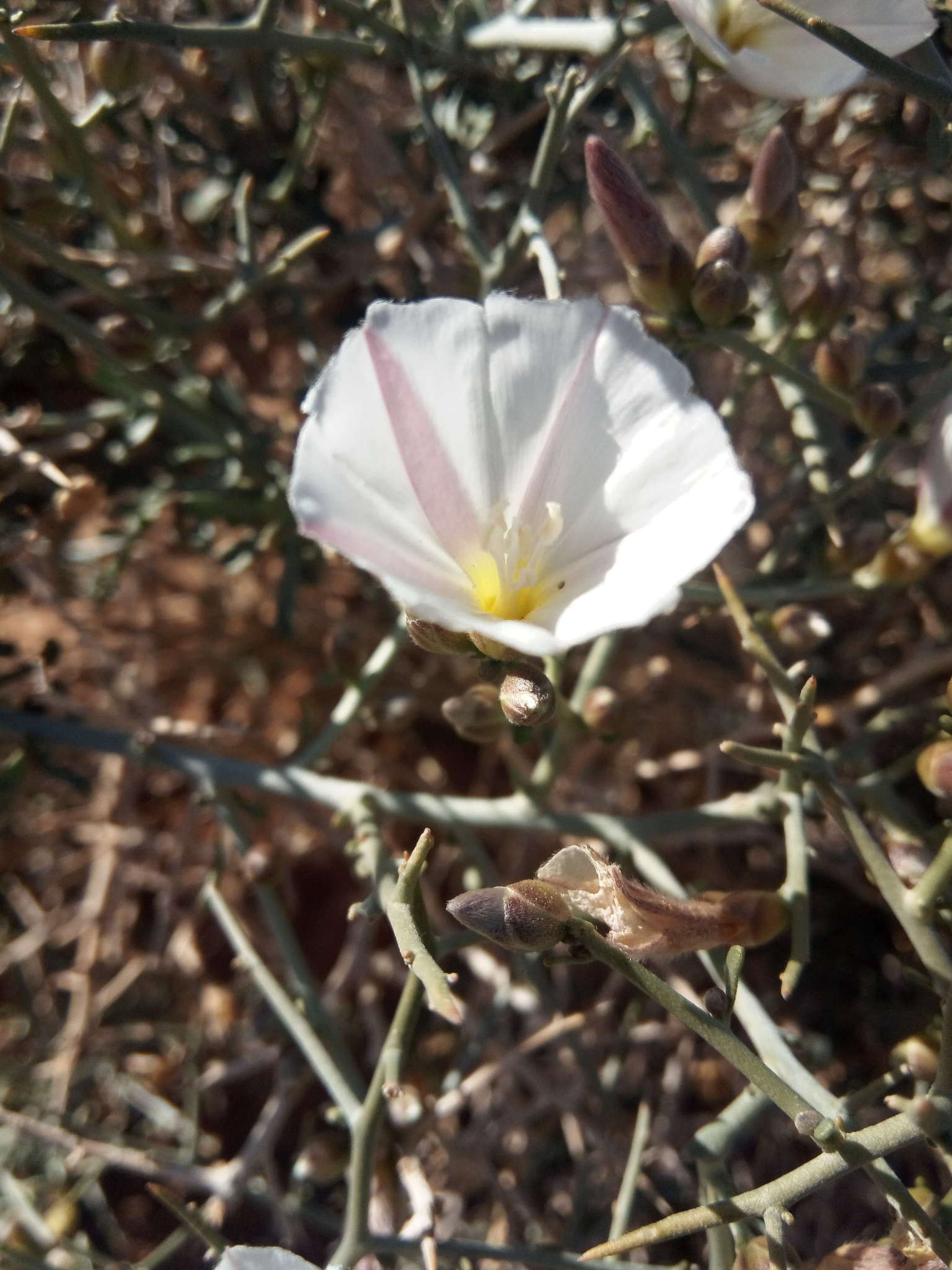 Convolvulus trabutianus Schweinf. & Muschler的圖片