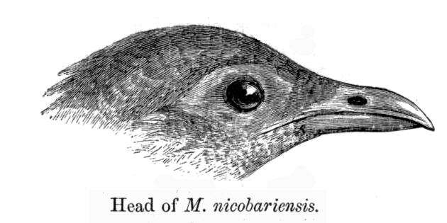 Megapodius nicobariensis Blyth 1846 resmi