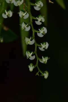 Image of Ornithocephalus iridifolius Rchb. fil.