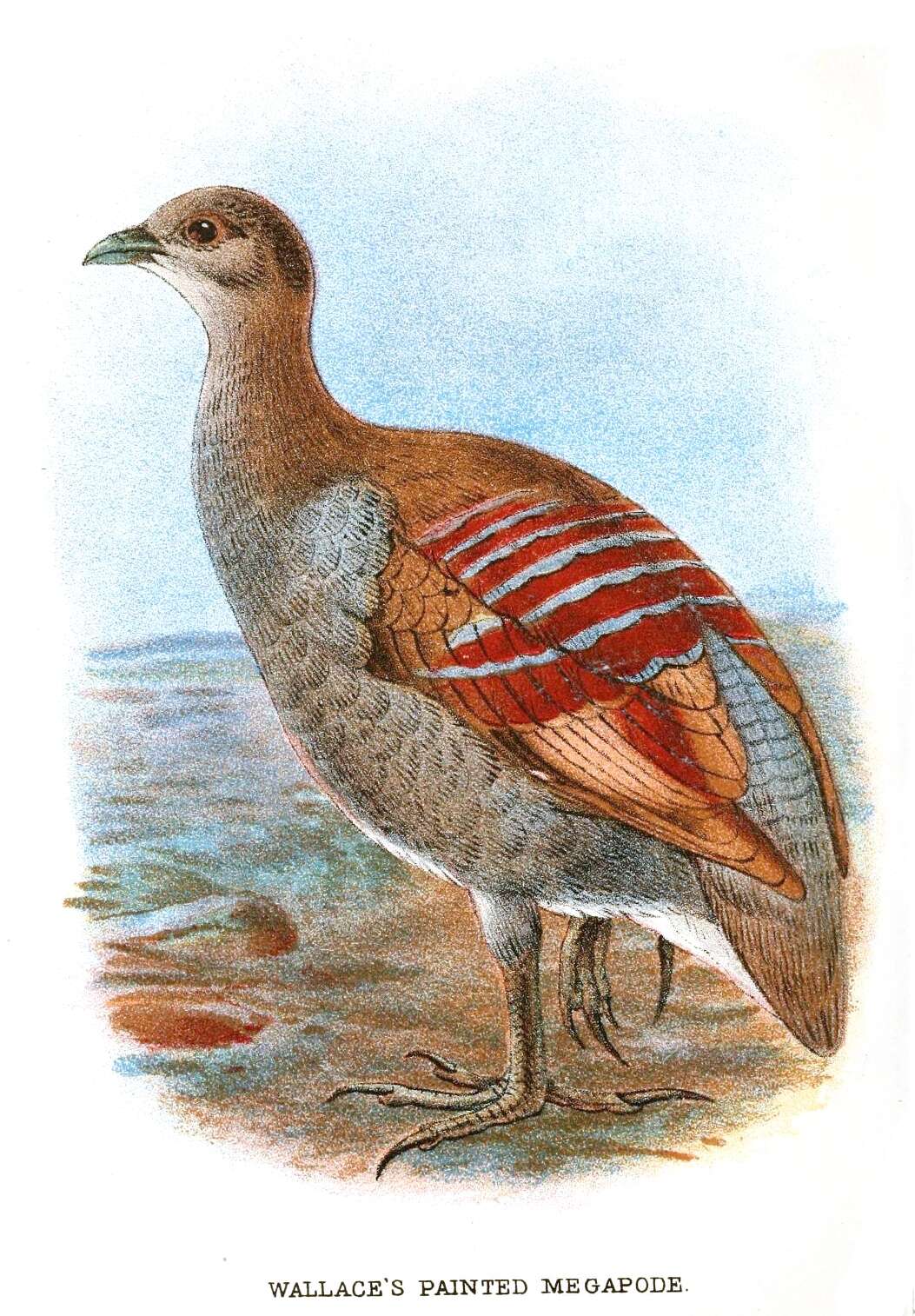 Image of Eulipoa Ogilvie-Grant 1893