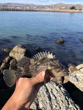 Image of Grass rockfish