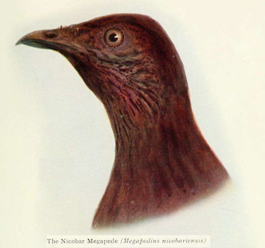 Image of Nicobar Megapode