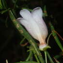 Image of Eremophila clarkei Oldfield & F. Muell.
