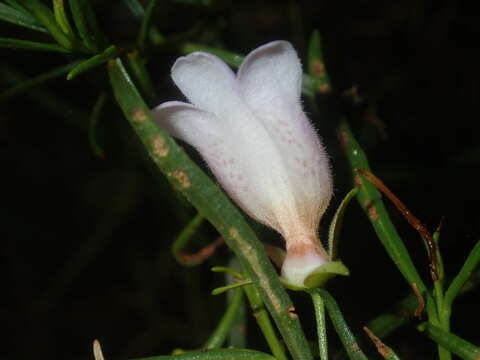 صورة Eremophila clarkei Oldfield & F. Muell.