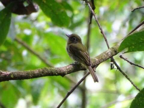 Rhynchocyclus brevirostris (Cabanis 1847)的圖片