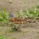 Sivun Emberiza goslingi (Alexander 1906) kuva