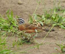 صورة Emberiza goslingi (Alexander 1906)