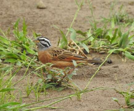 صورة Emberiza goslingi (Alexander 1906)