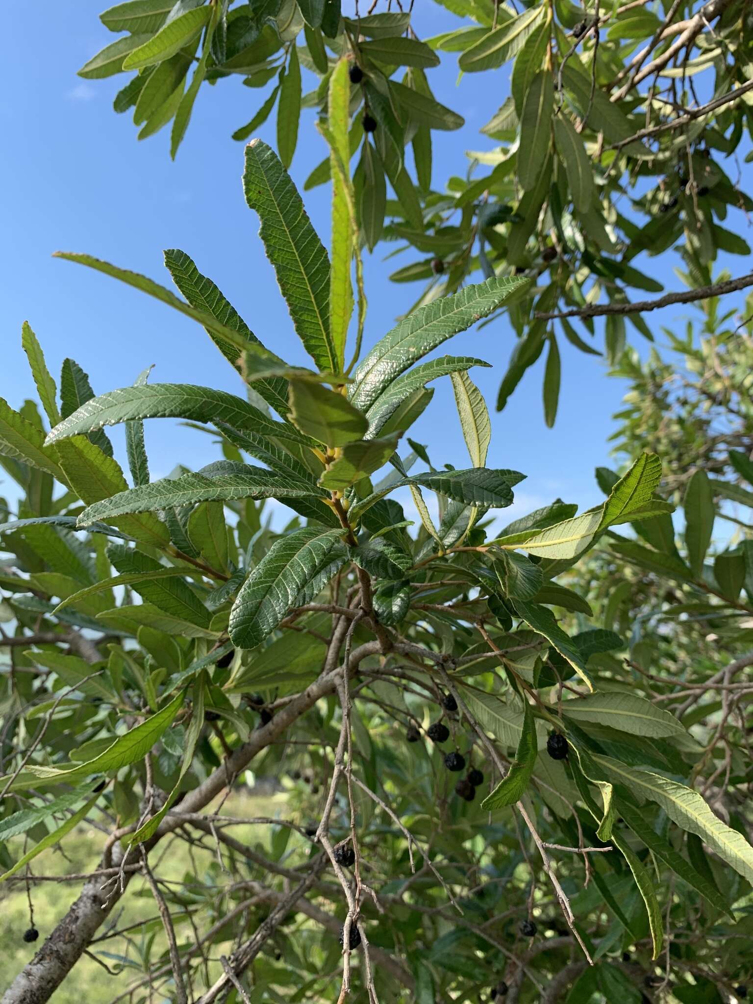 Image of Ozoroa sphaerocarpa R. & A. Fernandes