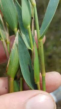 Image of Erect-Leaf Rosette Grass