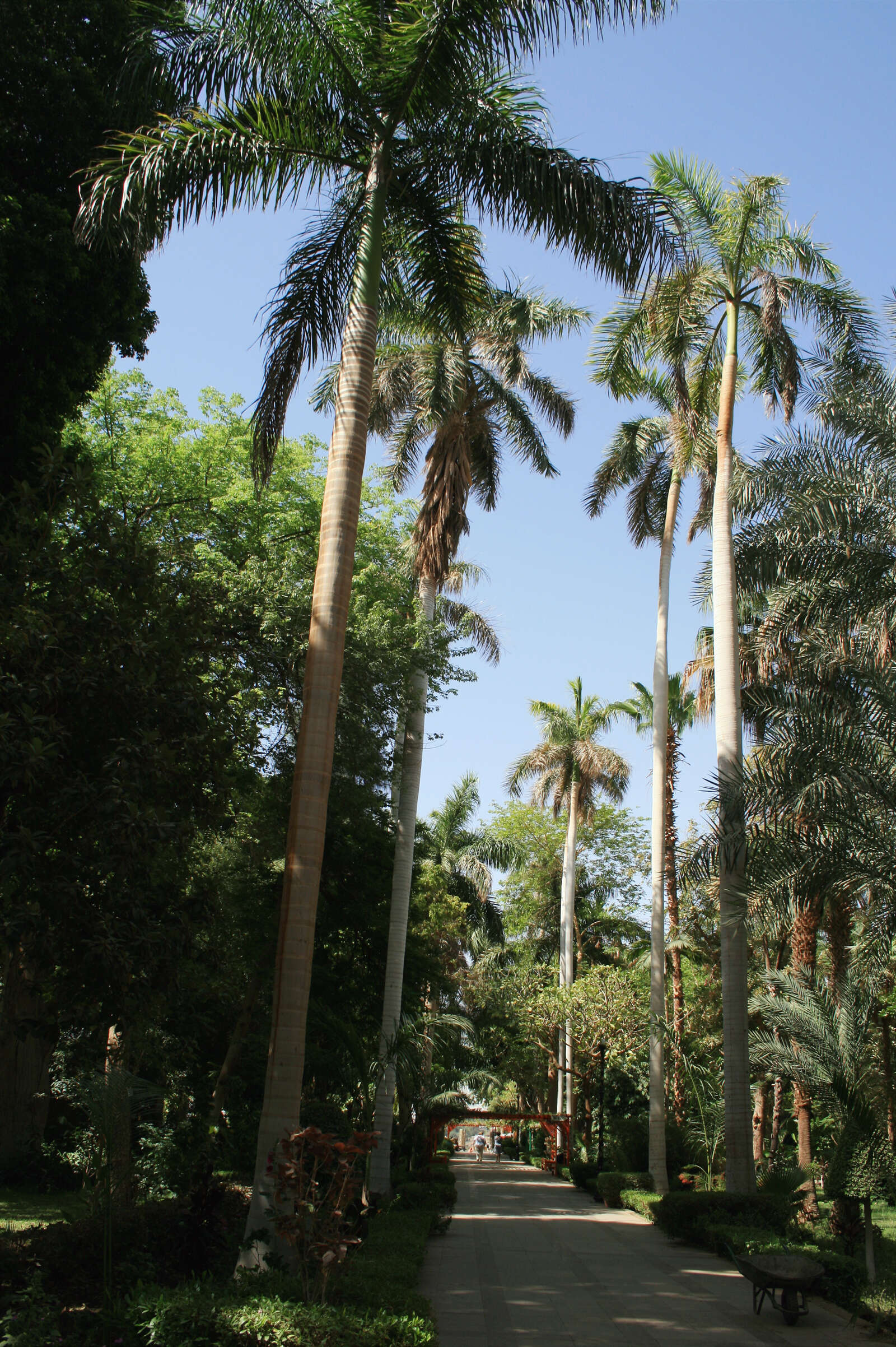 Image of Cuban Royal Palm