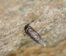 Image of two-toothed door snail