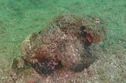 Image of Flasher scorpionfish