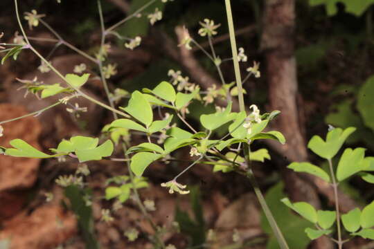 Image of Thalictrum gibbosum Lecoy.