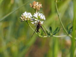 Image of Pyropteron triannuliformis (Freyer 1843)