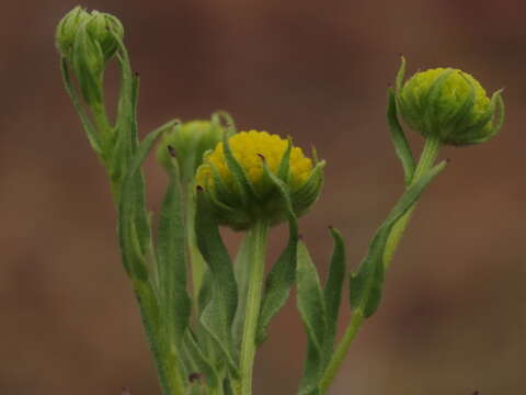 Image of Helenium atacamense Cabrera