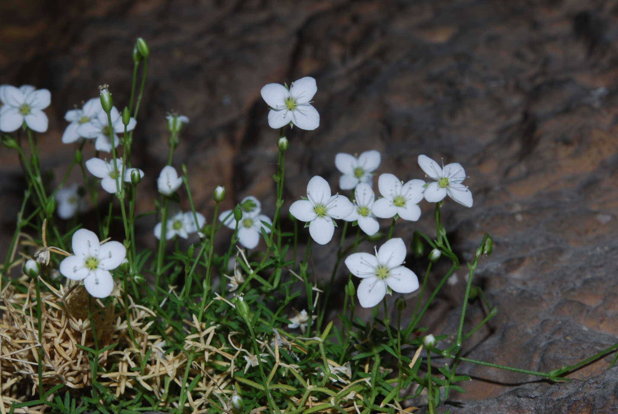 Image de Moehringia bavarica subsp. bavarica