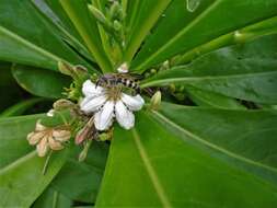 صورة Campsomeriella collaris (Fabricius 1775)