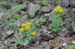 Image of Leontice leontopetalum subsp. ewersmannii (Bunge) Coode