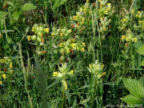 Image of Yellow rattle