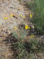 Image of Achillea leptophylla Bieb.