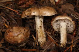 Image of Scented Hebeloma