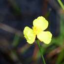 صورة Xyris juncea R. Br.