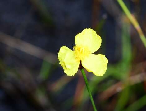 Image of Xyris juncea R. Br.