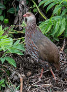 Image of Jackson's Francolin