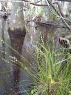 Image of prickly bog sedge