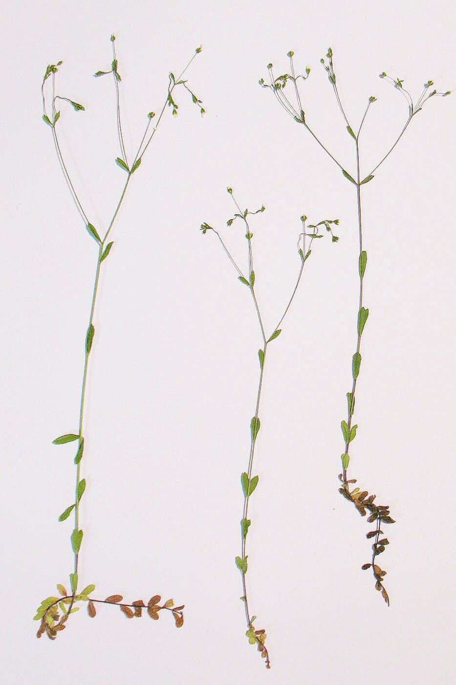 Image of purging flax, fairy flax