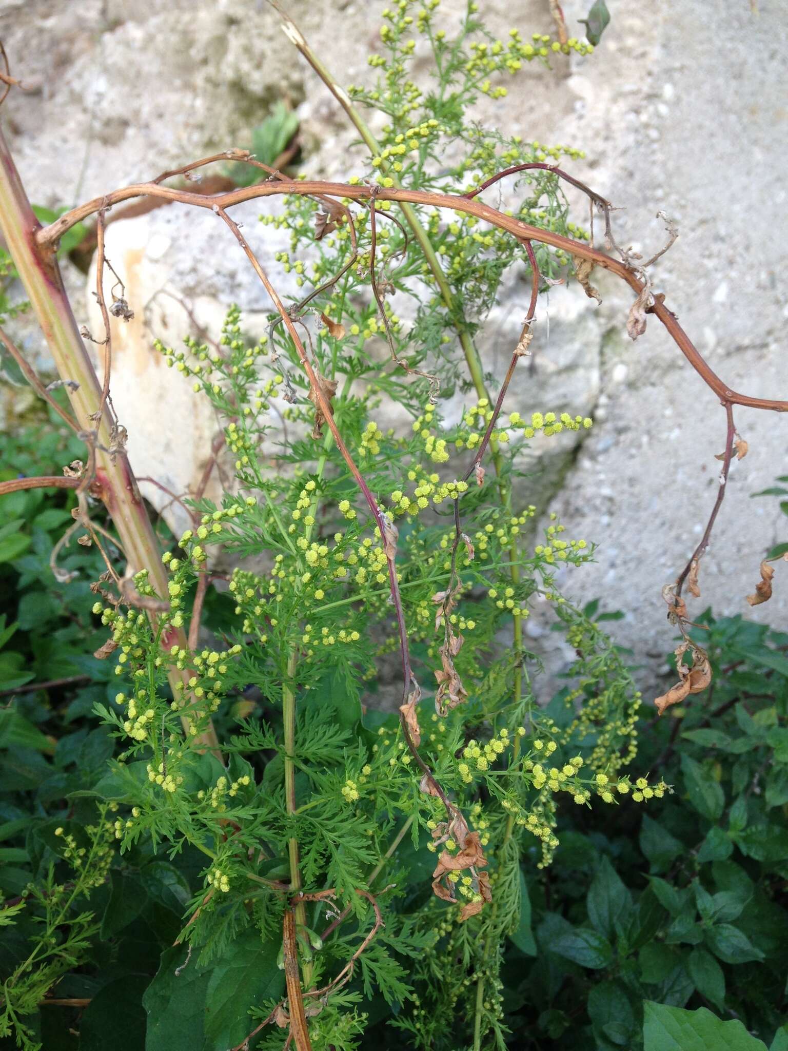 Image of sweet sagewort