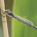 Image de Austrolestes annulosus (Selys 1862)