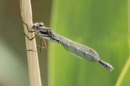 Image of Austrolestes annulosus (Selys 1862)