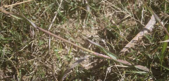 Image of Latin American crowngrass