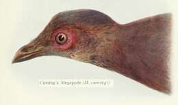 Megapodius cumingii Dillwyn 1853 resmi