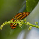 Image of Baby Lascar