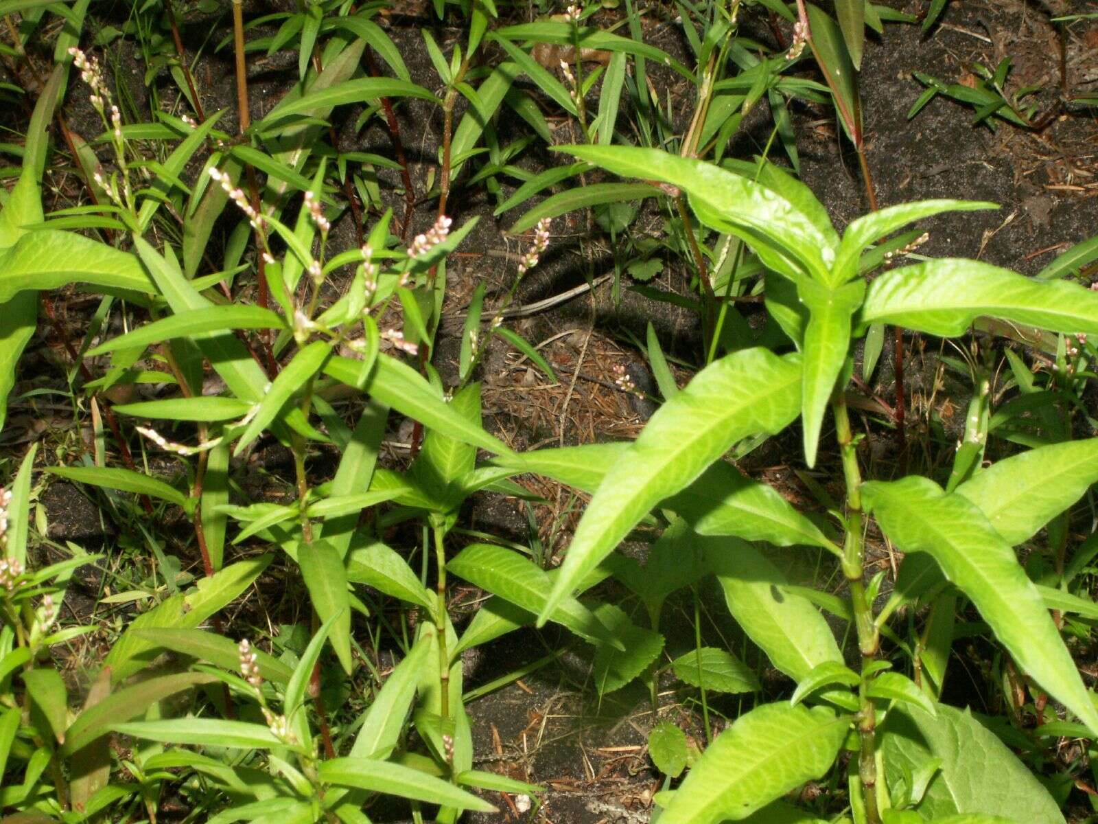 Image of Dock-Leaf Smartweed