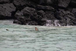 Image of Galapagos Shark