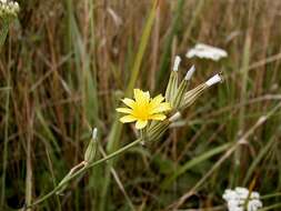 Image of nipplewort