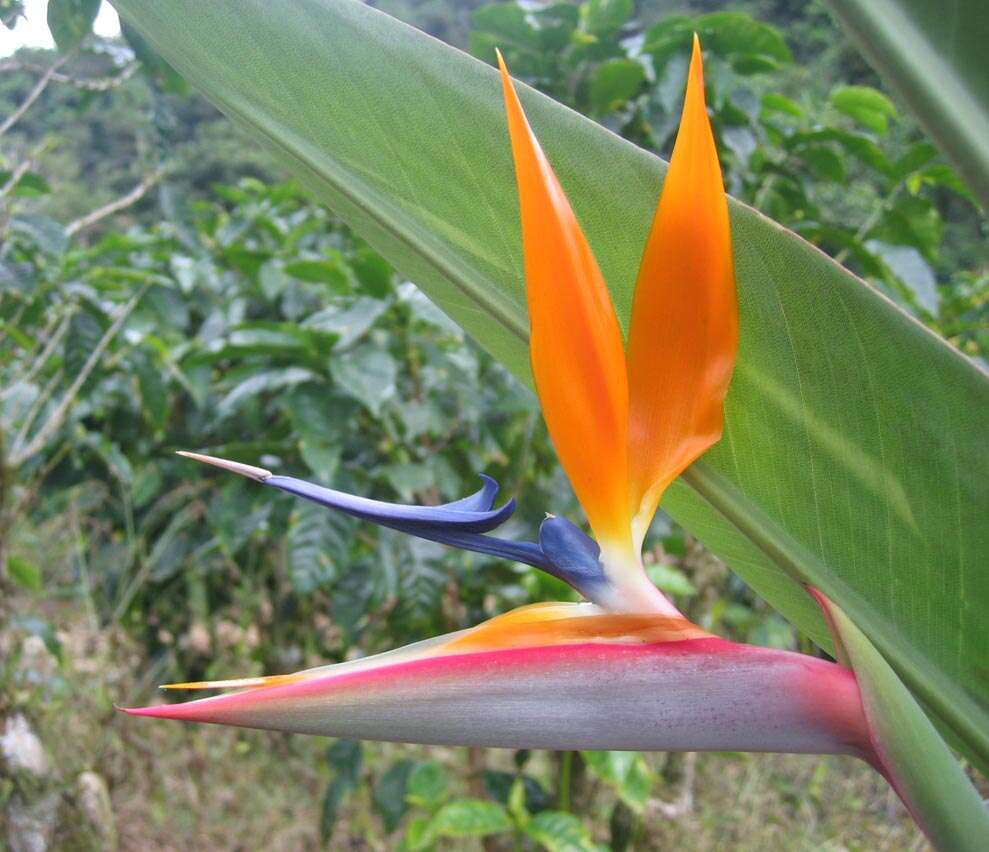 Image of Bird of paradise plant