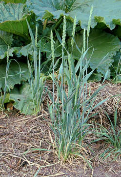 Imagem de Triticum aestivum L.