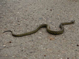 Image of Jerdon's Pitviper