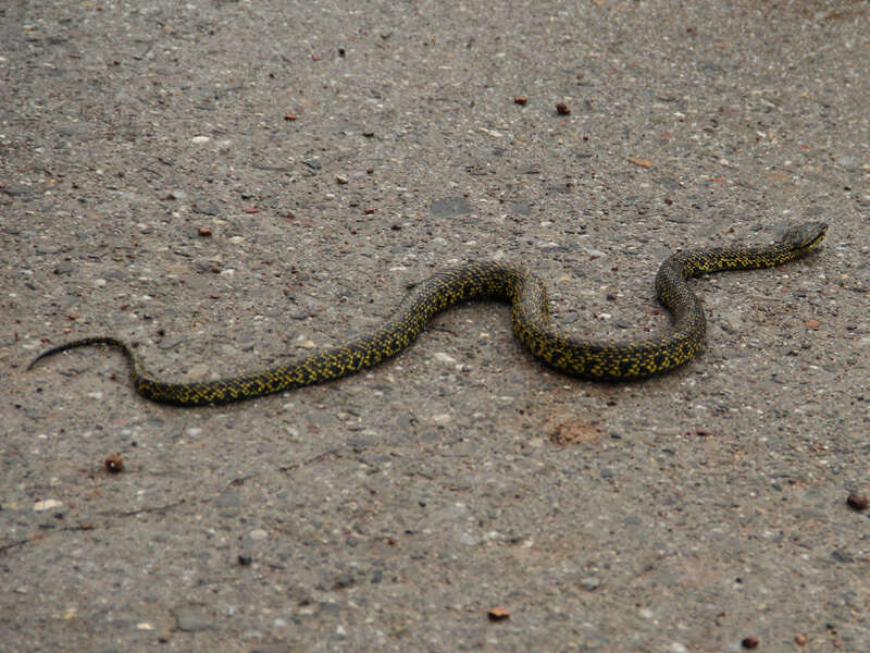 صورة Protobothrops jerdonii (Günther 1875)