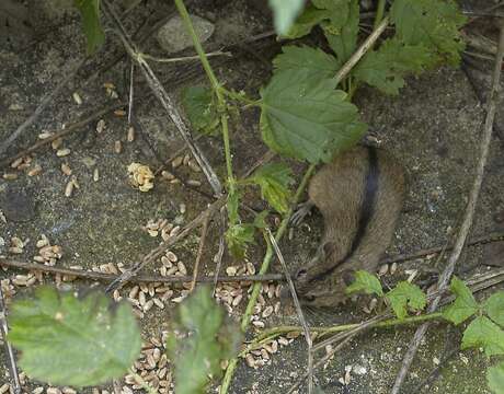 Image of Striped Field Mouse