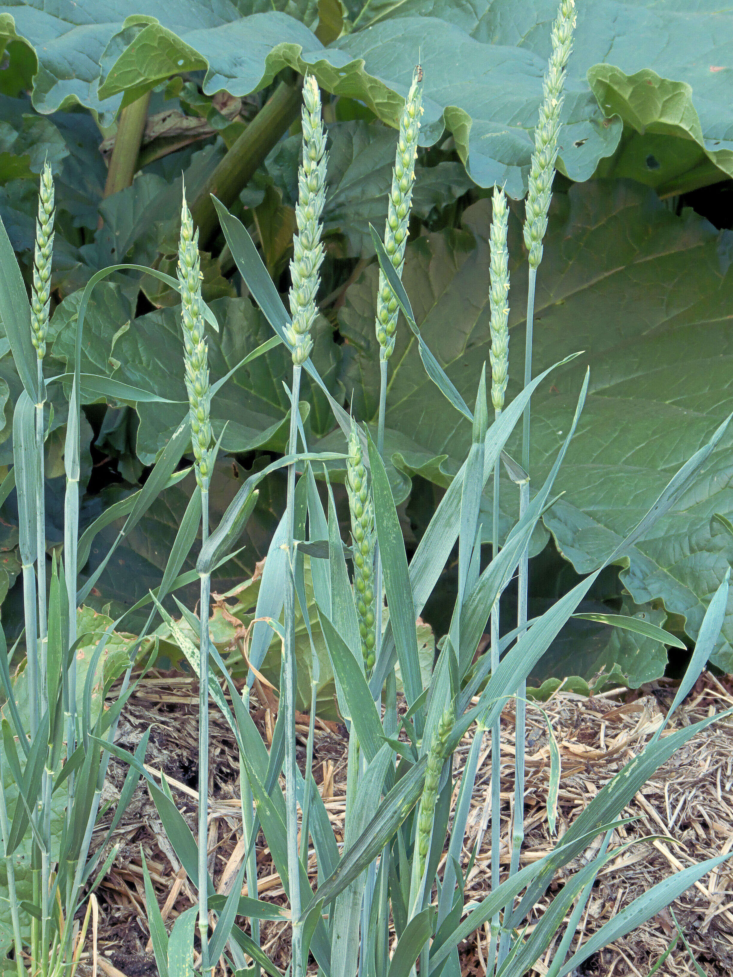 Imagem de Triticum aestivum L.